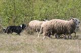 BORDER COLLIE - MOUTONS 074
